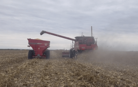 Terminó la cosecha de maíz 2022/23, con una caída del 35%