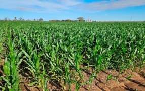 Con viento favorable, el maíz temprano pide revancha esta campaña