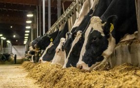 Estados Unidos: Se confirma un raro caso humano de gripe aviar en una lechería del Estado de Texas