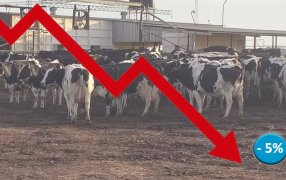 Argentina: El precio de equilibrio de un litro de leche trepó a 135 pesos