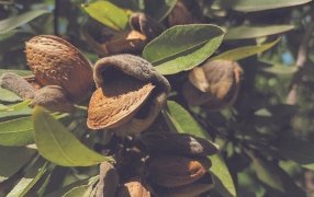 Exportaciones: Brasil autorizó por primera vez el ingreso de almendras argentinas a su mercado