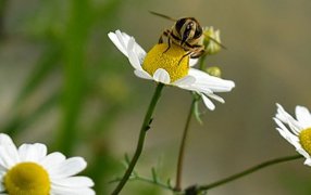 Postítulo en Educación Ambiental y Ciudadanía Global, a partir de abril en la Multiversidad