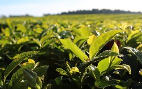 La nueva línea de crédito especial para secaderos de té ya otorgó financiamiento por 270 millones de pesos