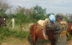 Menores transportaban marihuana a caballo: Los adolescentes manifestaron que debían hacer entrega del estupefaciente a otra persona