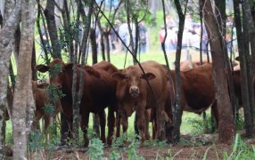 Ganadería misionera: Jornada técnica en ganadería reunió a doscientos asistentes en INTA Cerro Azul