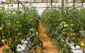 Más de ochenta productores de Misiones participaron de la primera jornada de validación de tecnologías hortícolas para la producción de tomate en sistema semi hidropónico en el Municipio de San Vicente