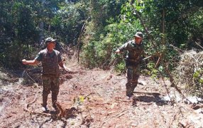 Misiones: Desarticulan intento de robo de madera nativa en el Parque Provincial Foerster
