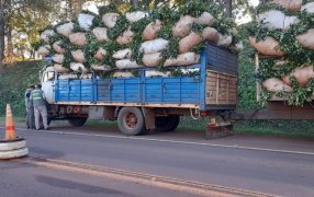 Misiones: El INYM profundiza los operativos de control desde el inicio de la zafra gruesa
