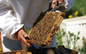 Con un proyecto apícola, Comunidades Mbya representan a Misiones en la Feria Nacional de Ciencias