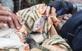 Misiones: Una cría de oso melero abandonada fue rescatada en Colonia Guaraypo