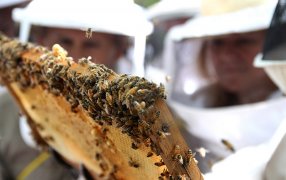 Advierten por “derretimientos de colmenas” y brindan recomendaciones para minimizar daños