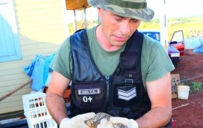 Defensa del Medioambiente: Resguardaron a un lagarto overo y a un erizo en Posadas