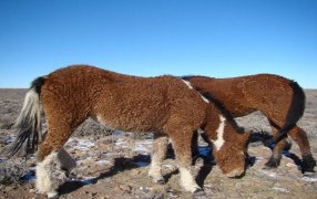 Los crían en Río Negro y son únicos en Sudamérica: La extraña historia de los caballos con rulos