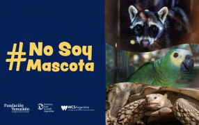 Vuelve #NoSoyMascota, la campaña de bien público que busca desalentar la demanda de fauna silvestre como animales domésticos
