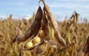 Commodities: La soja se desplomó más del 3%, qué hay detrás de la fuerte caída
