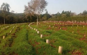 Continúan los trabajos para lograr yerbales sustentables