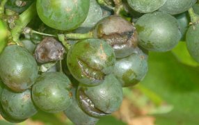 La primera alerta para el control de la polilla de la vid llegó también a Mendoza