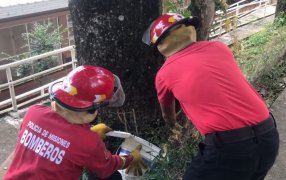 Una serpiente apareció en un predio de una Escuela y bomberos de la Policía de Misiones la capturaron, luego fue liberada en su hábitat natural