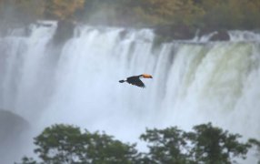 Misiones: El Ministerio de Ecología y RNR ocupará un lugar central en el Consejo Federal de Medio Ambiente