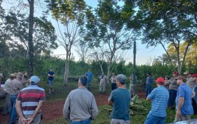 Bioinsumos y manejo de plantas de yerba mate