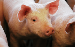 Sanidad animal: Aprueban nuevas vacunas contra enfermedades en porcinos y aves