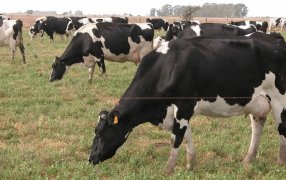 Datos oficiales indican que hay 3.066 tambos en la provincia de Córdoba