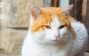 El IMuSA continúa brindando servicios veterinarios esenciales a la comunidad posadeña