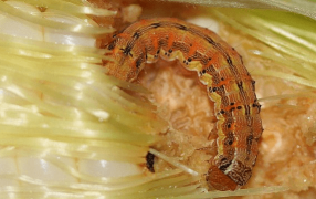 Tras la chicharrita del maíz, otro “problema enorme” viene en camino: la oruga de la espiga