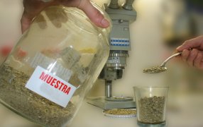 El INYM inutilizó yerba mate no apta para el consumo humano