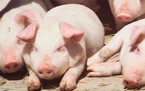 Cerdos: Over lanzó un antiinflamatorio de acción prolongada