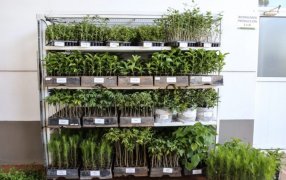 En lo que va del año, entregaron más de trescientos mil plantines producidos en la Biofábrica Misiones, para fortalecer las chacras  de la provincia