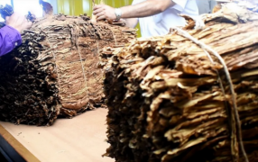Productores tabacaleros misioneros recibirán el pago de casi 2.400 millones de pesos del Fondo Especial del Tabaco