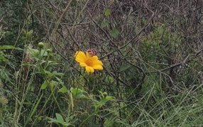 Camino al primer barrio ecológico de la ciudad misionera de Posadas
