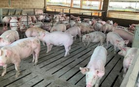 El lino, como base de mejora en la producción de carne porcina