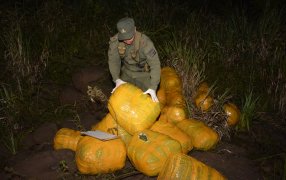 Patrulla de Gendarmería Nacional secuestró más de 280 kilos de marihuana: El estupefaciente se encontraba acopiado entre malezas, al norte de Misiones