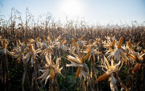 Yara te invita a participar del 7º Congreso de Maíz Tardío organizado por Brevant Semillas