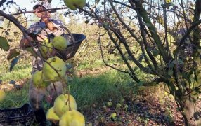 El membrillo toma fuerza desde el norte bonaerense como una oportunidad para diversificar la producción