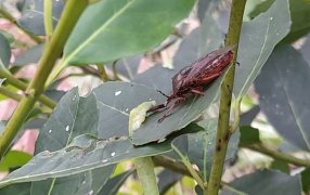 La chinche soldada espinosa controla al marandová en yerba mate