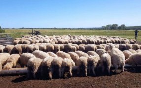 Cría ovina intensiva: En la Región Centro, cada vez más tranqueras les abren el paso a los corderos
