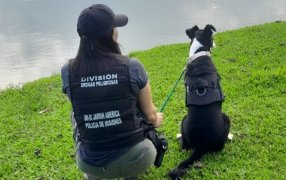 "Aina", el nuevo can antinarcóticos que trabaja con la Policía de Misiones