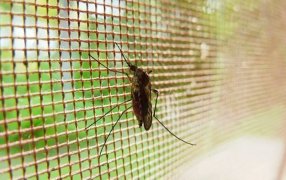 Dengue en Argentina: Comenzaron a bajar los casos, salvo en dos provincias, según el Boletín Epidemiológico