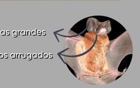 IMiBio: Hallaron una nueva especie de murciélago en el Municipio misionero de San Ignacio