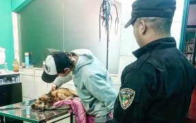 Policías de Misiones asistieron a un perro que fue atropellado por un auto y abandonado en una parada, semanalmente, al menos cinco perros o gatos son resguardados por agentes en intervenciones similares