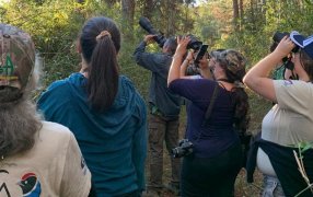 Misiones: Observación de aves y educación ambiental en la Fiesta Colonial del Municipio de  Ruíz de Montoya