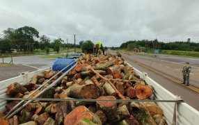 Gendarmería Nacional detuvo la marcha de camión que transportaba madera nativa