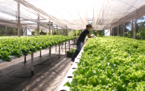 Misiones: Diseñaron una App para chequear el estado general de sus cultivos hidropónicos, en el Municipio de Montecarlo