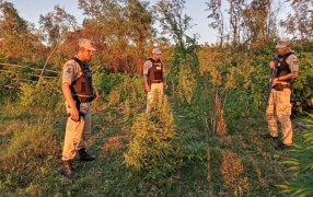 Prefectura Naval Argentina desmanteló una plantación de marihuana
