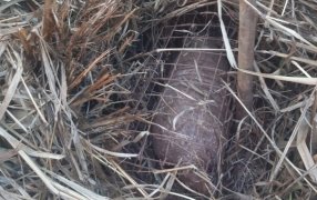 Un tatú fue liberado por policías ambientales de Misiones, había caído en una trampa