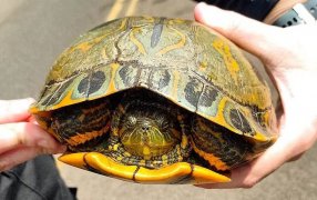 Policías de Misiones hallaron a una tortuga acuática en el medio de la ruta, también se rescataron un lagarto overo, un pájaro carpintero, un gallito de agua