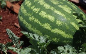 Misiones: Impulso a las cuencas productoras de sandía, con más de cien mil semillas para la producción